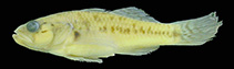 Image of Stigmatogobius elegans 