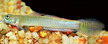 Image of Stiphodon hadiatyae 