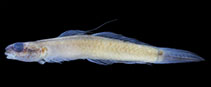 Image of Stiphodon hadiatyae 