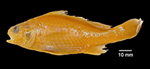 tn_Stmac_u5.jpg