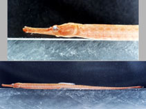 Image of Syngnathus folletti 