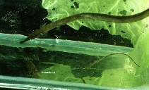 Image of Syngnathus rostellatus (Nilsson\