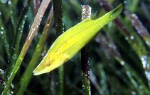 Image of Symphodus rostratus (Sublet)