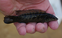 Image of Teleocichla preta (Black pin cichlid)