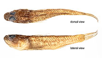 Image of Thorogobius alvheimi (Alvheim\