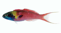 Image of Thalassoma amblycephalum (Blunthead wrasse)