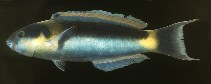 Image of Thalassoma genivittatum (Red-cheek wrasse)