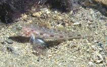 Image of Thorogobius macrolepis (Large-scaled goby)