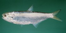 Image of Thryssa polybranchialis (Humphead thryssa)