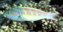 Image of Thalassoma quinquevittatum (Fivestripe wrasse)