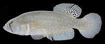 Image of Titanolebias calvinoi 