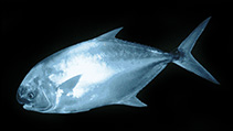 Image of Trachinotus africanus (Southern pompano)