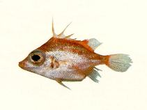 tn_Treth_u0.jpg