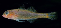 Image of Trimma fishelsoni (Fishelson\