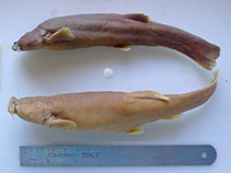 Image of Trichomycterus giganteus 