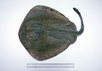 Image of Trygonoptera imitata (Eastern shovelnose stingaree)