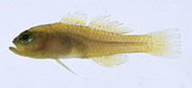 Image of Trimma kudoi (Kudo\
