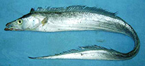 Image of Trichiurus lepturus (Largehead hairtail)