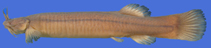 Image of Trichomycterus paolence 