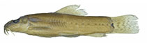 tn_Trpun_m0.jpg