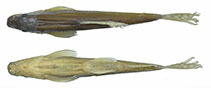 tn_Trpun_m1.jpg
