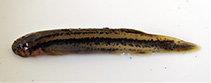 Image of Trichomycterus reinhardti 