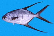Image of Trachinotus rhodopus (Gafftopsail pompano)