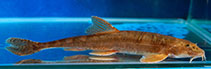 Image of Triplophysa stenura 