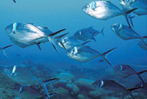 Image of Trachinotus stilbe (Steel pompano)