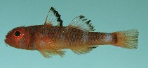 Image of Trimma unisquame (Blackmargin pygmygoby)