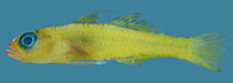 Image of Trimma winchi (Winch\