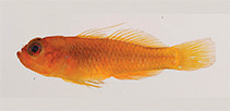 Image of Trimma woutsi (Wouter\
