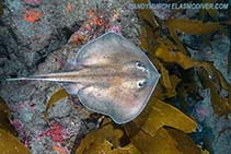 Image of Urolophus aurantiacus (Sepia stingray)