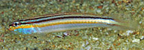 Image of Valenciennea immaculata (Red-lined sleeper)