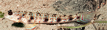 Image of Vanderhorstia phaeosticta (Yellowfoot shrimpgoby)