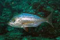 Image of Virididentex acromegalus (Bulldog dentex)