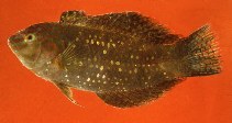 Image of Xenojulis margaritacea (Finspot wrasse)