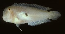 Image of Iniistius bimaculatus (Two-spot razorfish)