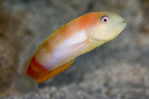 Image of Xyrichtys incandescens 