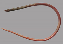 Image of Yirrkala nkust (White-mask snake eel)