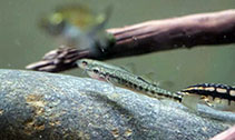 Image of Yunnanilus sichuanensis 