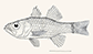 Ampol_u0.gif