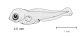 Dipac_l0.gif