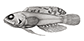 Oplep_m0.gif