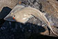 Acann_u0.jpg