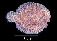 Aclin_u9.jpg