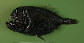 Ancor_u5.jpg
