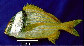 Anvir_u6.jpg