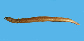 Arana_u2.jpg
