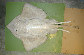 Bapal_u6.jpg